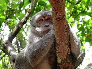 Fascicularis: Crab-eating Macaque