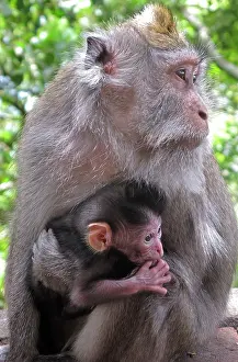 Fascicularis: Crab-eating Macaque adult with young