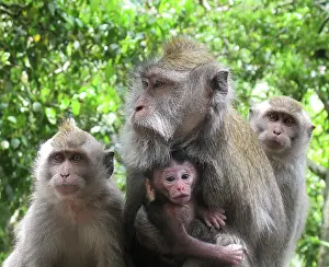 Fascicularis: Crab-eating Macaque adult with young