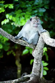 Fascicularis: Crab-eating macaque Long-tailed macaque