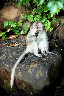 Fascicularis: Crab-eating macaque Long-tailed macaque