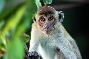 Fascicularis: Crab-eating macaque Long-tailed macaque