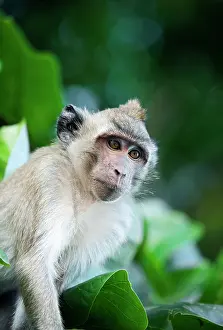 Crab-eating macaque Long-tailed macaque