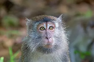 Fascicularis: Crab-eating Macaque / Long-tailed Macaque