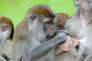 Fascicularis: Crab-eating Macaque / Long-tailed Macaque