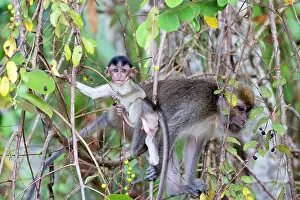 Fascicularis: Crab-eating Macaque / Long-tailed Macaque adult and young