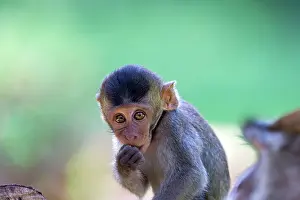 Fascicularis: Crab-eating Macaque / Long-tailed Macaque baby