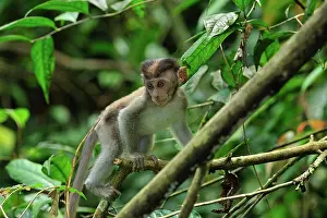 Fascicularis: Crab-eating Macaque / Long-tailed Macaque - juvenile