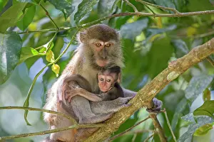 Fascicularis: Crab-eating Macaque / Long-tailed Macaque mother and baby