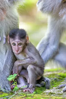 Fascicularis: Crab-eating Macaque / Long-tailed Macaque mother and baby
