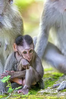 Fascicularis: Crab-eating Macaque / Long-tailed Macaque mother and baby