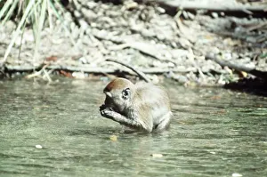 Intelligence: CRAB-EATING MACAQUE - Washes food before eating