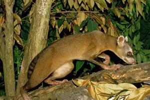 Keith & Liz Laidler: Crab-eating Raccoon
