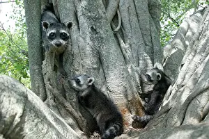 Mapache: Crab-eating RACCOONS / mapache / osito lavador