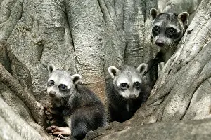 Mapache: Crab-eating RACCOONS / mapache / osito lavador