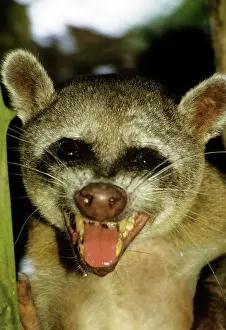 Racoon: Crab-eating Racoon