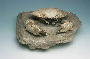 Malacostracan: Crab Fossil
