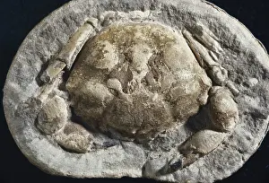 Matrix: Crab Fossil