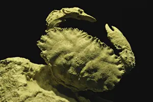 Cancer: Crab Fossil