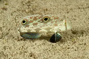 Biocellatus: Crab goby (Signigobius biocellatus), West Pacific
