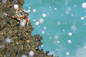 Zanzibar: Crab (Grapsus albolineatus), sits on the edge of