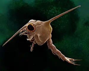 Zoea: Crab larvae