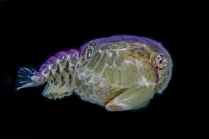 Larval: Crab megalopa