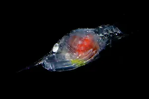 Larvae: Crab megalopa larvae