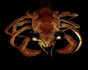 Megalops: Crab megalops