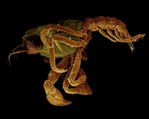 Megalops: Crab megalops