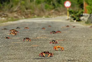 Crawl: Crab migration at Gir&, xf3;n Beach, Bay of Pigs