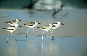 Ardeola: Crab PLOVER - flock on beach