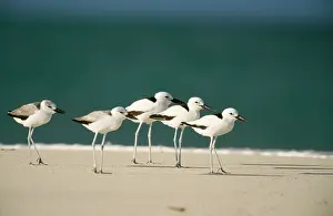 Ardeola: Crab PLOVER - flock on beach