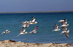 Richard Porter: Crab Plover - group in flight