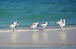 Richard Porter: CRAB PLOVERS ON WATERS EDGE