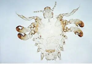 Transparent: Crab / Pubiclouse