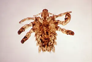 Lice: Crab / Pubiclouse (X10)