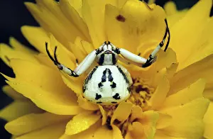 Thomisidae: Crab Spider, 1 of 2