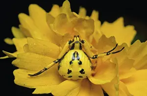 Thomisidae: Crab Spider, 2 of 2