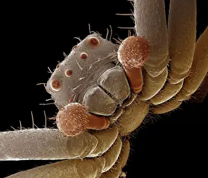 Xysticus: Crab Spider