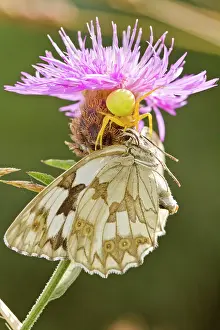 Misumena: Crab Spider