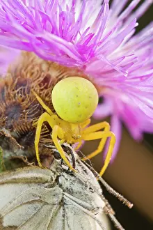 Misumena: Crab Spider