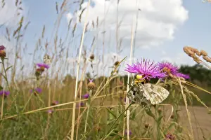 Misumena: Crab Spider