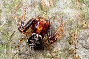 Xysticus: Crab Spider