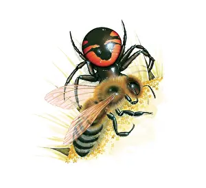Miles Kelly Publishing: Crab Spider