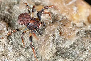 Thomisidae: Crab Spider