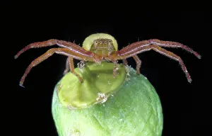 Christchurch: Crab spider