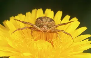 Fangs: Crab SPIDER - aggressive posture on Dandelion flower