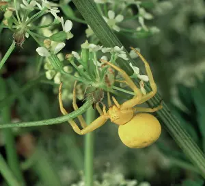 Misumena: Crab spider awaits prey