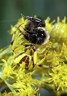 Bumble: Crab Spider with Bee Prey
